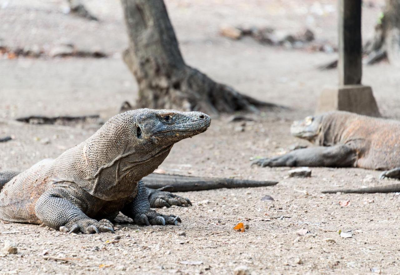 Ayana Komodo Waecicu Beach Лабуан-Бахо Экстерьер фото